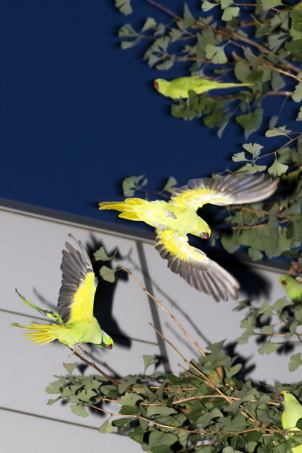 Yoshinori Mizutani, ‘Tokyo Parrots, 040’, 2013, Photography, Archival pigment print, Brownie Project