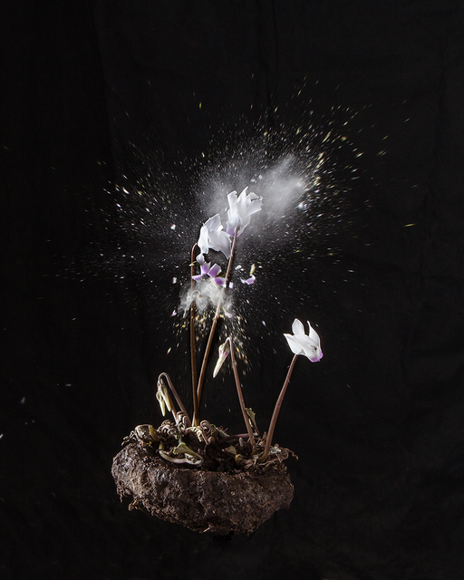 Ori Gersht, ‘Black Cyclamen D03’, 2018, Photography, Archival pigment print, Talley Dunn Gallery