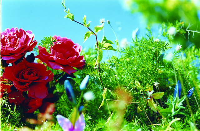 Mika Ninagawa, ‘MN-acid bloom-03-10’, 2003, Aki Gallery