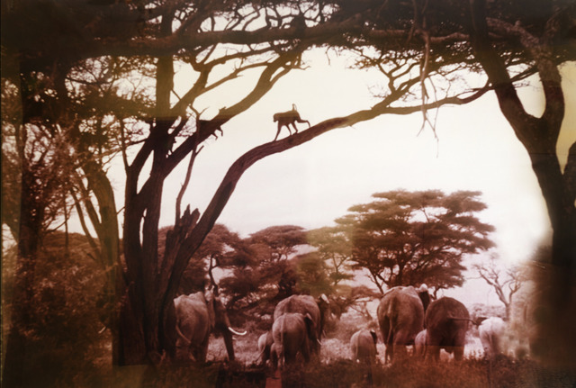 Peter Beard, ‘Gardens of Eden’, 1984, Photography, Gelatin silver print with ink. Printed later., Visioner