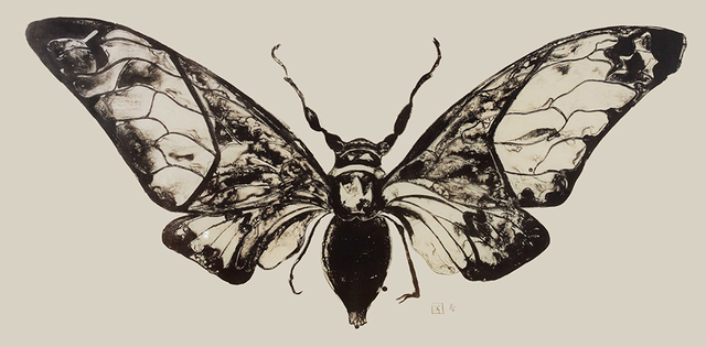 Sarah Graham, ‘Salvazana Imperialis (black and white)’, 2012, Sims Reed Gallery