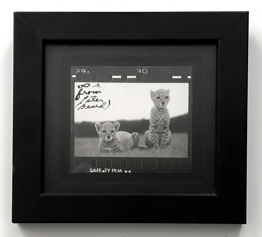 Peter Beard, Orphaned Cheetah Cubs, Mweiga National Park, Kenya, 1968
