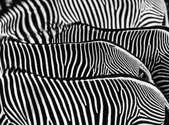 David Yarrow, ‘The Factory’, 2017, Photography, Archival Pigment Print, Maddox Gallery