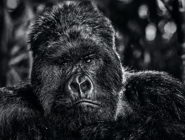 David Yarrow, ‘The Governor’, 2020, Photography, Digital Pigment Print on Archival 315gsm Hahnemuhle Photo Rag Baryta Paper, Isabella Garrucho Fine Art