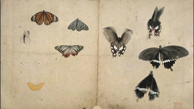 Mami Kosemura, ‘蝶 – Butterfly –’, 2008, Video/Film/Animation, M4V, Micheko Galerie