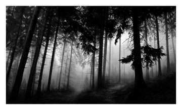 Robert Longo, ‘Untitled (Fairmont Forest)’, 2014, Print, Archival pigment print, Vogtle Contemporary