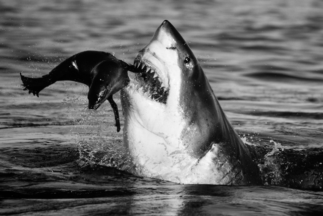 David Yarrow, ‘Jaws’, 2011, Isabella Garrucho Fine Art
