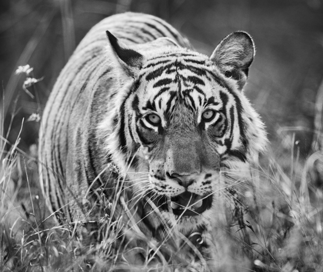 David Yarrow, ‘The Stalker’, 2019, Fineart Oslo