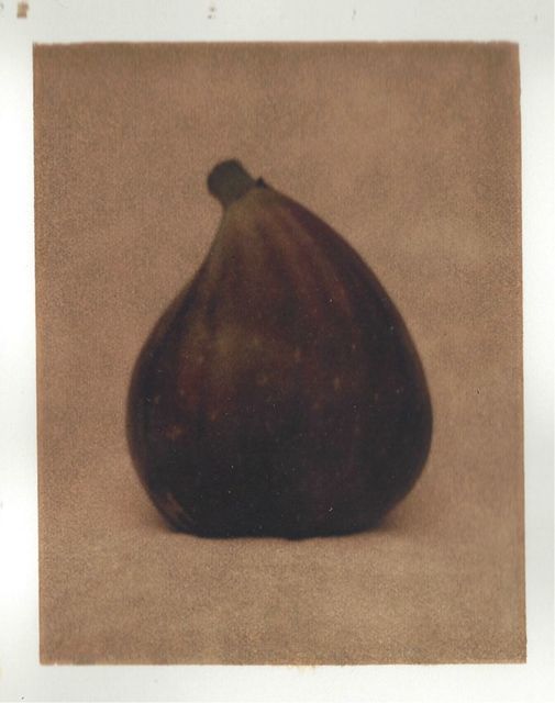 John Huggins, ‘Fig’, 2000, Sears-Peyton Gallery