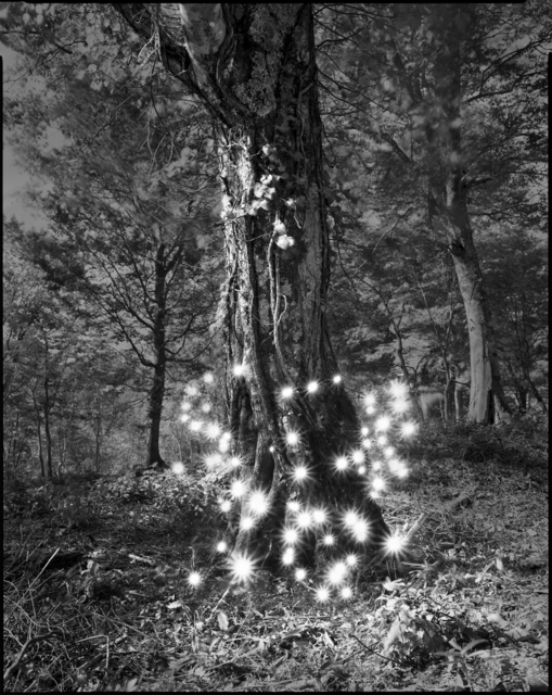 Tokihiro Sato, ‘Photo Respiration Trees Shirakami #2’, 2008, Micheko Galerie