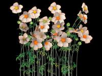 Hurdy Gurdy Man, matilija poppy