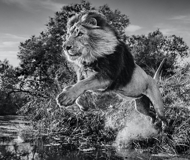 David Yarrow, ‘First Down’, 2020, Photography, Archival Pigment Print, Hilton Asmus