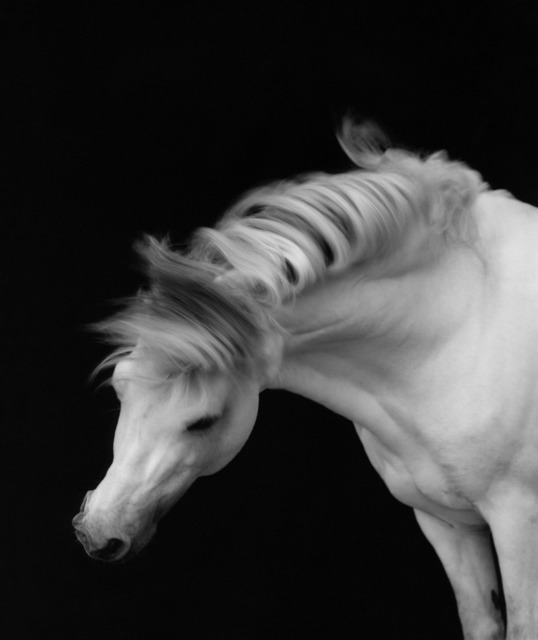 Sheila Rock, ‘Horse #1’, ca. 1999, ElliottHalls