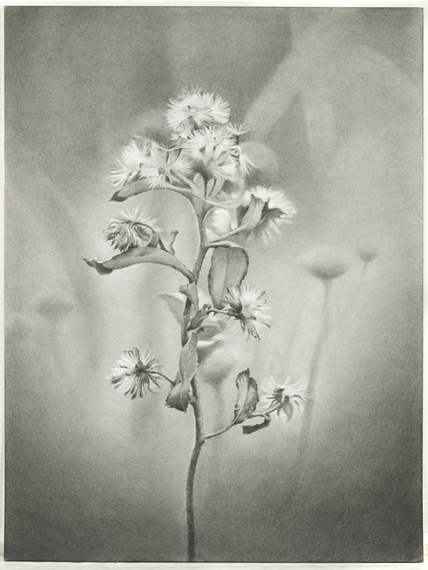 Mary Reilly, ‘Wildflower, Jamaica Bay’, 2011, Garvey | Simon