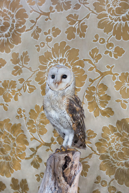 Claire Rosen Barn Owl No 7315 2017 Available For Sale Artsy