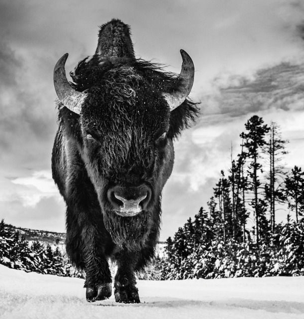 David Yarrow, ‘The American Idol’, ca. 2017, Photography, Archival Pigment Print, Samuel Lynne Galleries