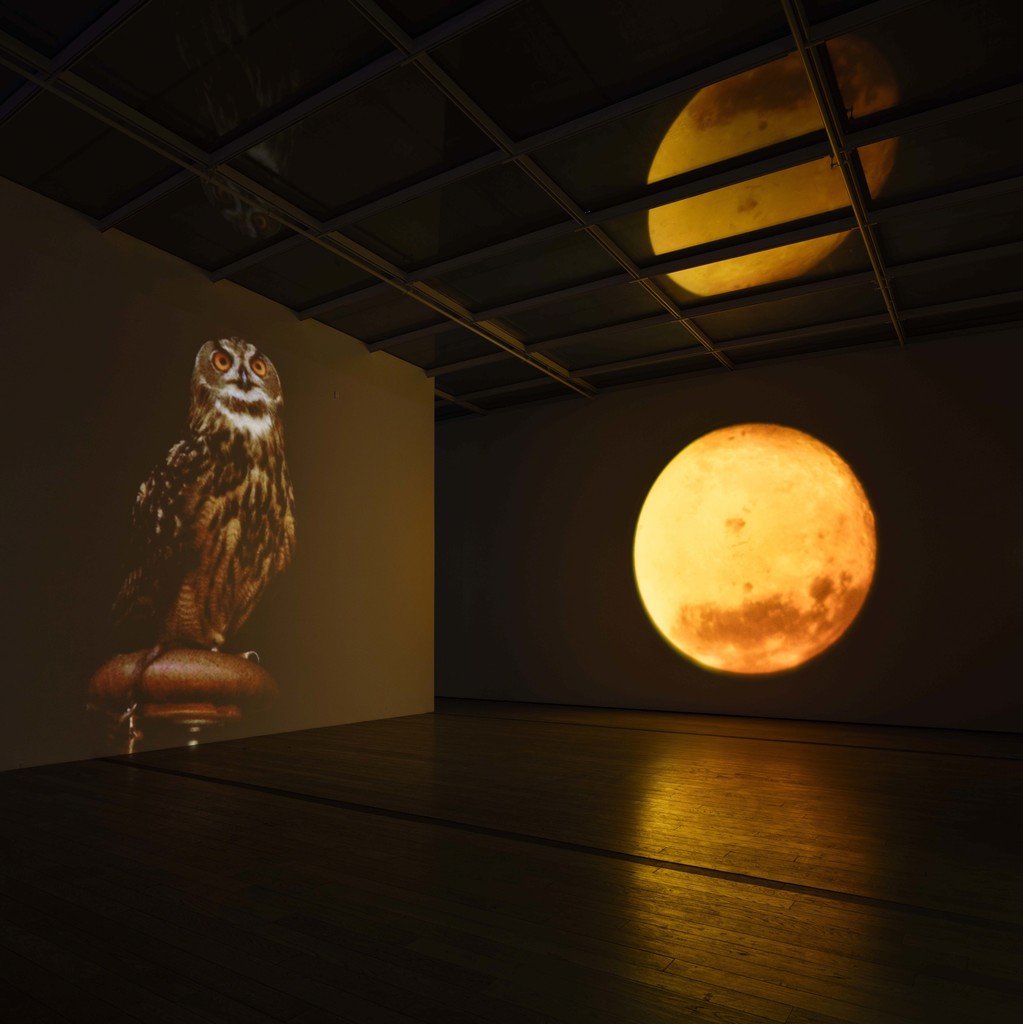 Installation photograph, "Diana Theater: The Sympathetic Imagination," Los Angeles County Museum of Art, November 22, 2015 - February 21, 2016. Courtesy of Diana Thater. Photo: Fredrik Nilsen. Installation photograph, "Diana Theater: The Sympathetic Imagination," Los Angeles County Museum of Art, November 22, 2015 - February 21, 2016. Courtesy of Diana Thater. Photo: Fredrik Nilsen.