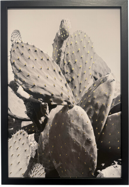 Opuntia My Love