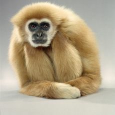 Jill Greenberg, ‘Gibbon Lean’, 2004, ClampArt