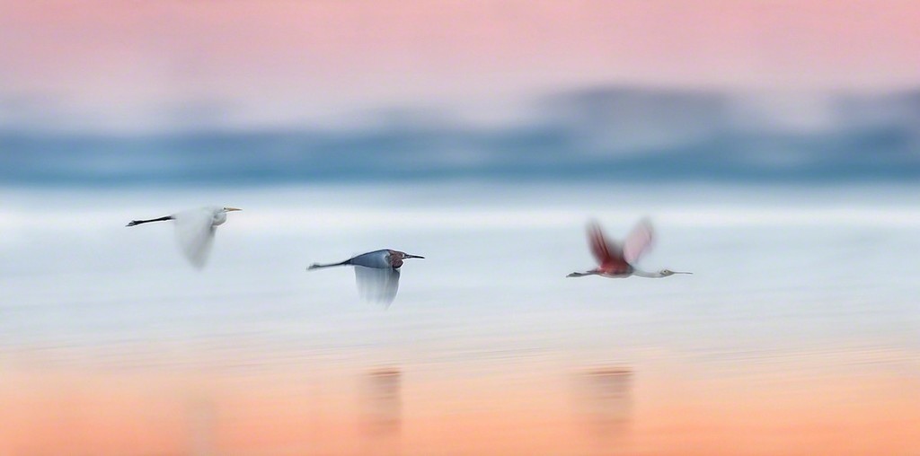 "Twilight Blur" | Beautiful Florida Birdscapes with pre-sunrise colors! "Twilight Blur" | Beautiful Florida Birdscapes with pre-sunrise colors!