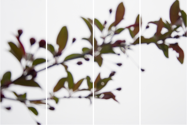 Jeri Eisenberg, ‘Crabapple No. 2’, 2008, Carrie Haddad Gallery