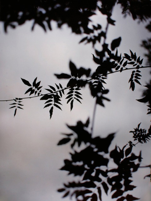 Bryan Graf, ‘Wysteria 2’, 2011, Yancey Richardson Gallery
