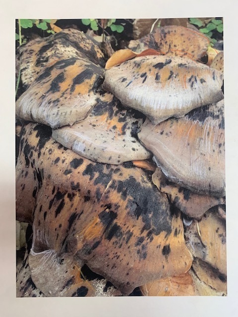 Lara Gasparotto, ‘untitled’, 2018, Stieglitz19