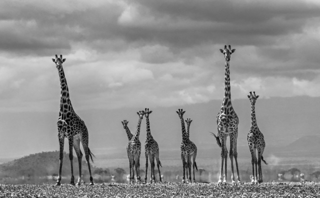 David Yarrow, ‘Giraffe City ’, 2016, Photography, Archival Pigment Print, Maddox Gallery