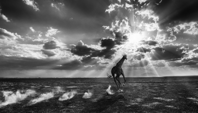 David Yarrow, ‘Heaven Can Wait’, 2014, Photography, Archival Pigment Print, Samuel Lynne Galleries