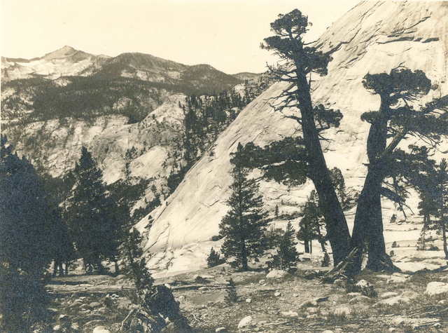 Ansel Adams, ‘Sierra Junipers, Upper Merced Basin, Yosemite Valley’, c. 1927, Atlas Gallery