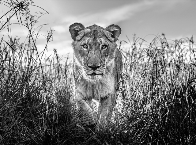 David Yarrow, ‘The Hunter’, 2020, Photography, Archival Pigment Print, Hilton Asmus