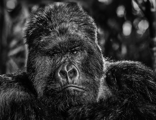 David Yarrow, ‘The Governor’, 2019, Photography, Black and white print, Isabella Garrucho Fine Art