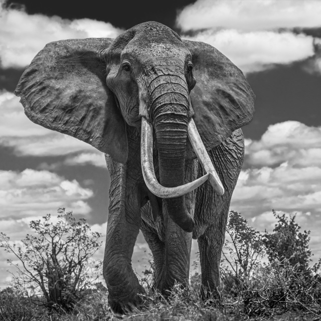 David Yarrow, ‘Tsavo East’, 2017, Photography, Archival Pigment Print, Hilton Asmus