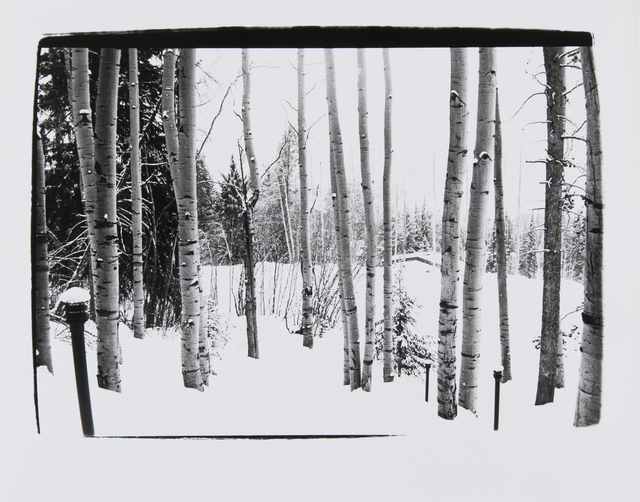 Andy Warhol, ‘Birch Trees in Aspen’, 1979, Photography, Silver Gelatin Print, Hedges Projects