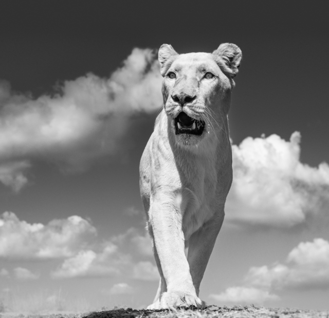 David Yarrow, ‘White Mischief ’, 2017, Print, Archival Pigment Print, Maddox Gallery