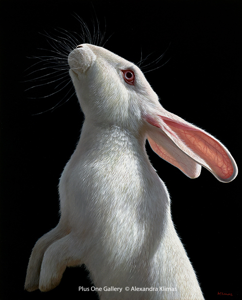 Alexandra Klimas, ‘Snowy the Rabbit II’, 2018, Painting, Oil on canvas, Plus One Gallery