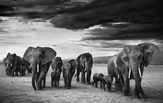 David Yarrow, ‘Family’, 2012, Photography, Archival Pigment Print, Hilton Asmus