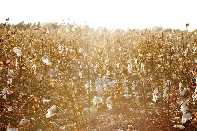 Gillian Laub, ‘Cotton Fields’, ca. 2014, Benrubi Gallery
