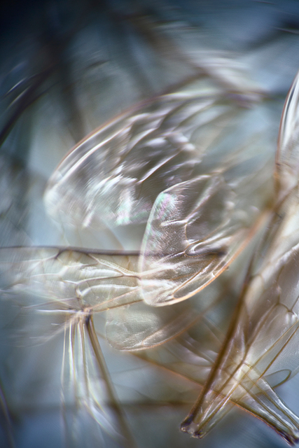 Anne Noble, ‘Eidolon #3’, 2015, Bartley + Company Art