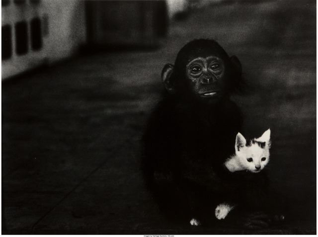 W. Eugene Smith, ‘Egret in Flight and Monkey & Kitten, Africa (two works)’, 1954, Heritage Auctions