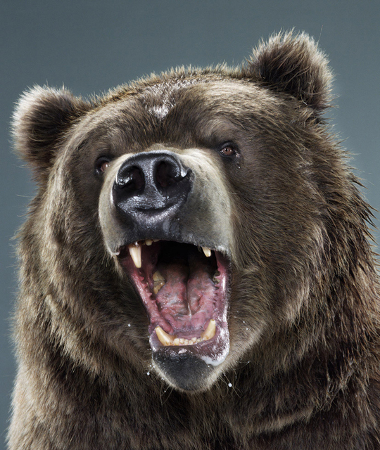 Jill Greenberg, ‘Untitled (Ursine #35F-55)’, 2006, ClampArt