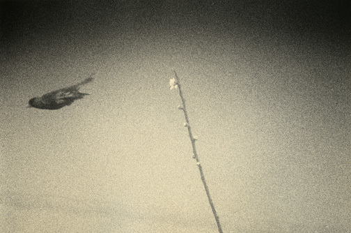 Yamamoto Masao, ‘Untitled #1610’, 2011, Photography, Toned gelatin silver print with gold paint, Yancey Richardson Gallery