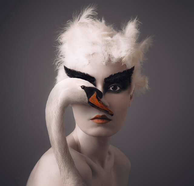 Swan