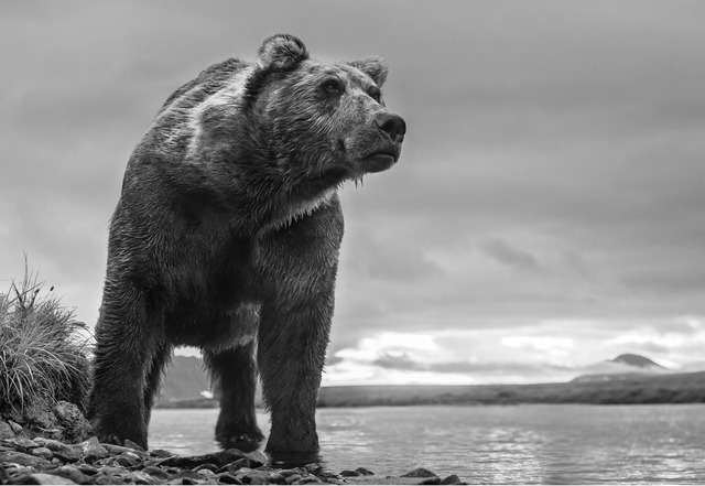David Yarrow, ‘Predator’, 2018, Photography, Archival pigment print on paper, Fineart Oslo