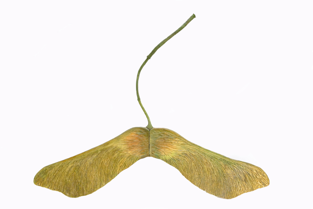 Ming Fay 費明杰, ‘Maple Seed’, 1982, Sapar Contemporary