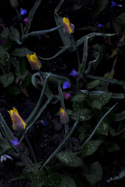 Elspeth Diederix, ‘Kolpakowskiana & Pulmonaria’, 2015, Casemore Kirkeby