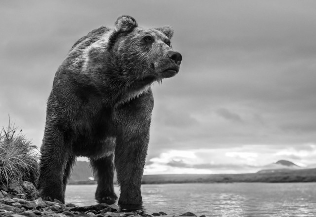 David Yarrow, ‘Predator’, 2018, Visions West Contemporary