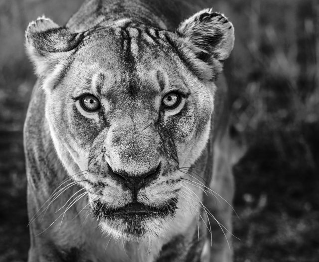 David Yarrow, ‘Nala’, 2019, Isabella Garrucho Fine Art