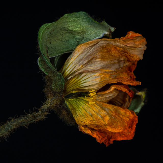 Kathrin Linkersdorff, ‘Wabi Sabi I/5’, 2014, Photography, Archival pigment print, Springer