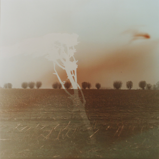 Dianne Bos, ‘Flanders Landscape (trees and branch)’, 2014, Newzones